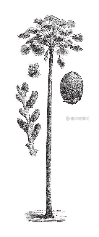 Moriche Palm(毛里求斯vinifera) -复古雕刻插图